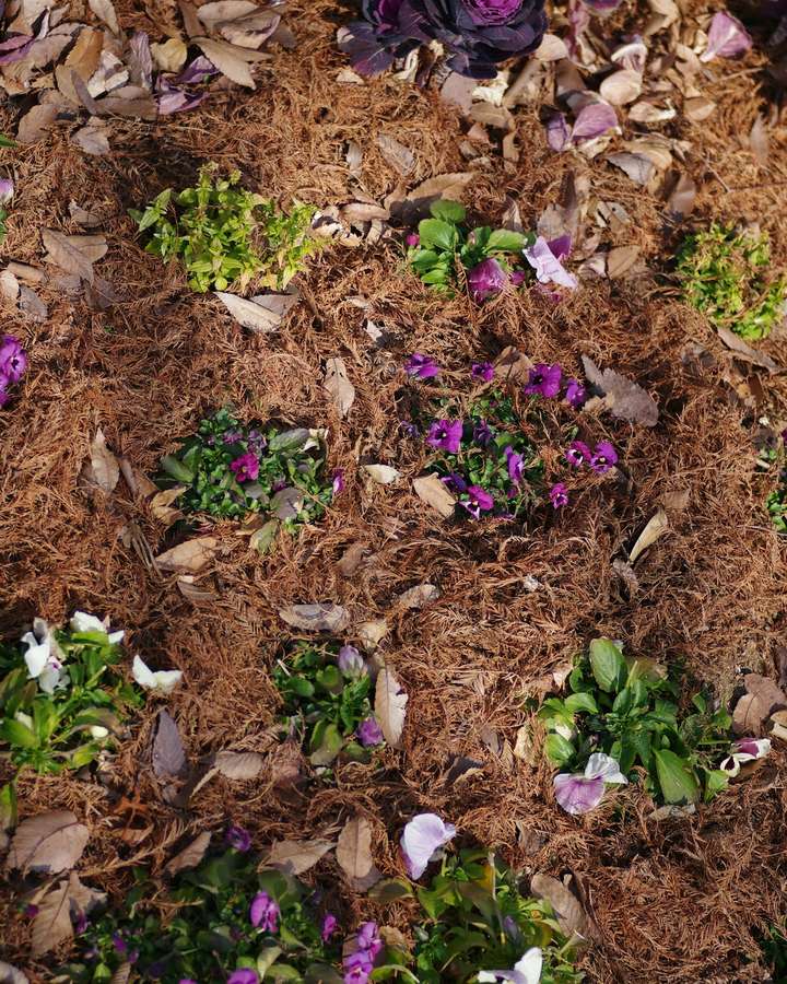 Small flowering plants set in a fresh bed of brown mulch.
