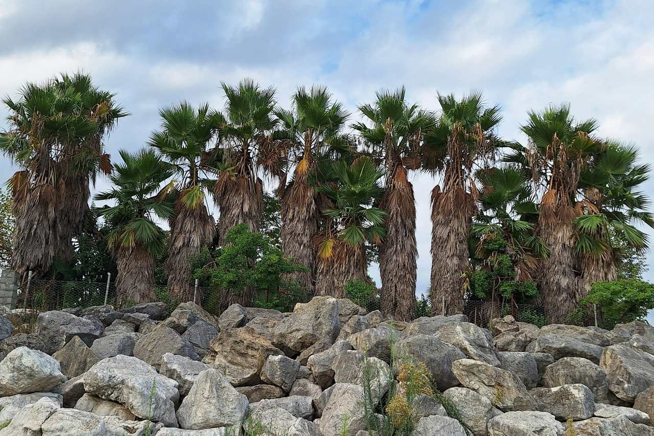 A row of palms rising from a wide bed of large gray landscape rocks.